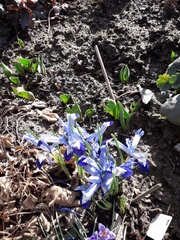 Iris reticulata