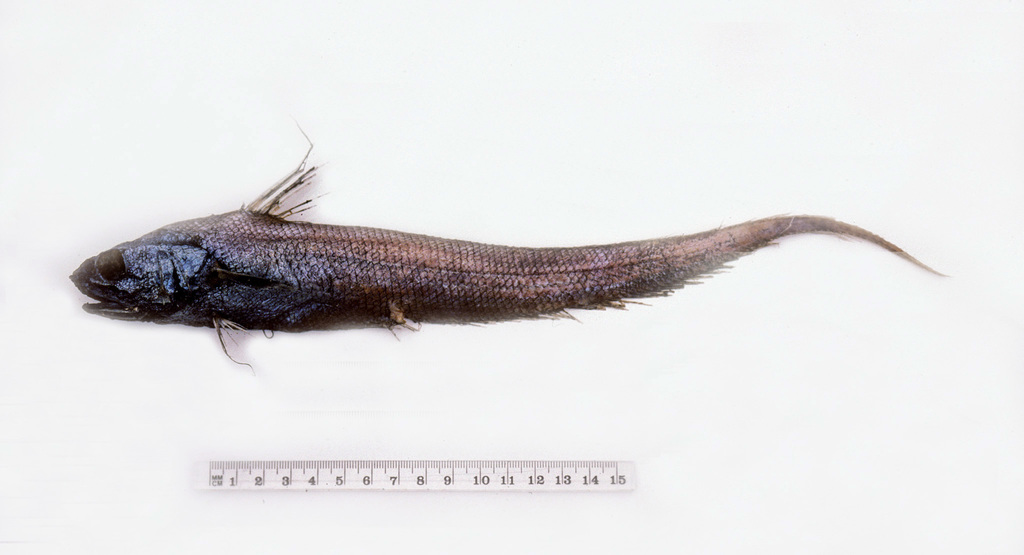 Graham's Whiptail