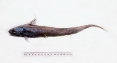 Coryphaenoides grahami