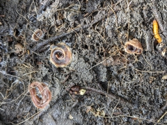 Arthurdendyus triangulatus