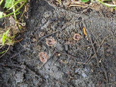 Arthurdendyus triangulatus