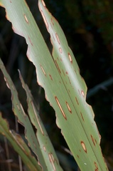 Orthoclydon praefectata