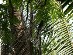 Dicrurus leucophaeus