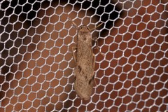 Graphosia stenopepla