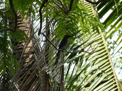 Dicrurus leucophaeus