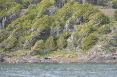 Nothofagus betuloides