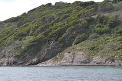 Nothofagus betuloides