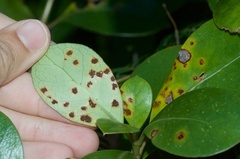 Puccinia coprosmae