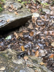 Mannophryne trinitatis