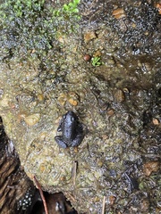 Mannophryne trinitatis