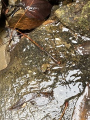 Mannophryne trinitatis