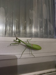 Stagmatoptera binotata