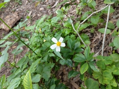 Bidens alba
