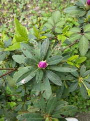 Rhododendron