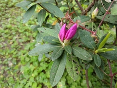 Rhododendron