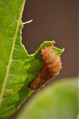 Trypanophora semihyalina