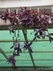 Tradescantia pallida