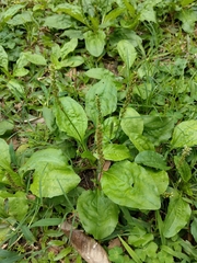 Plantago asiatica