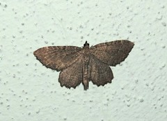 Philereme vetulata