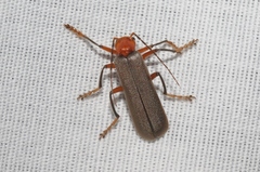 Pacificanthia consors