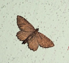 Philereme vetulata