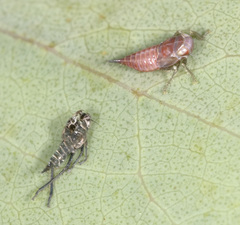 Neotartessus flavipes
