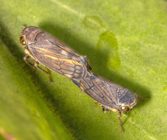Neotartessus flavipes