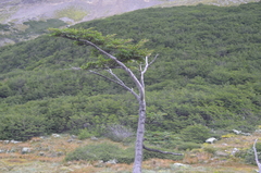 Nothofagus antarctica