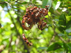 Pithecellobium unguis-cati