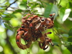 Pithecellobium unguis-cati