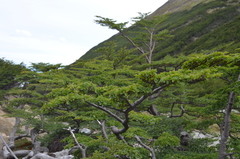 Nothofagus antarctica