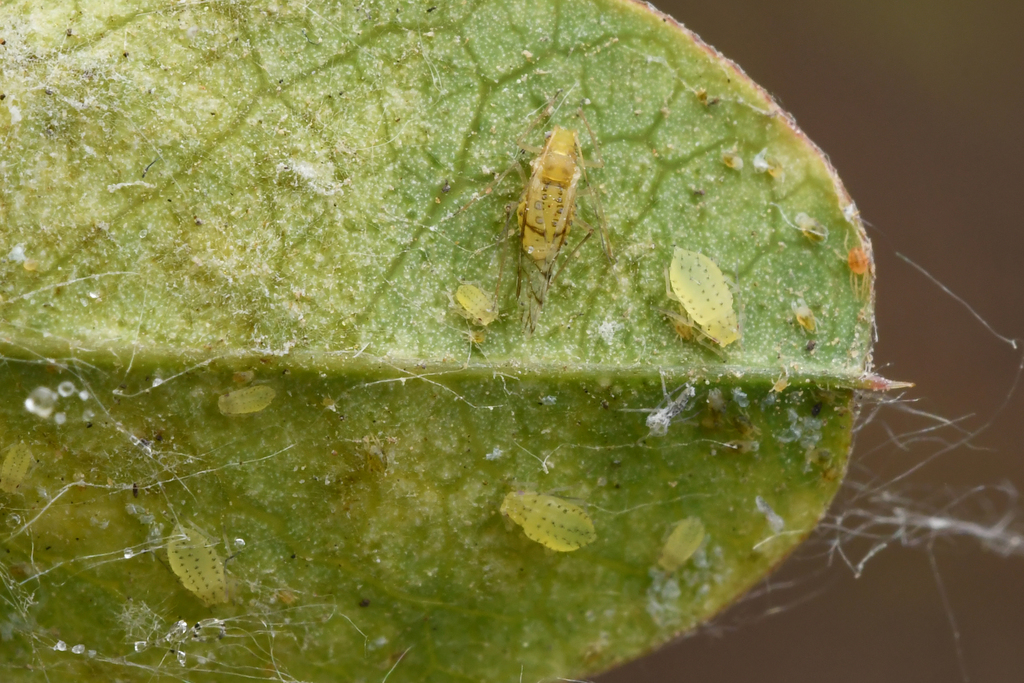Therioaphis beijingensis