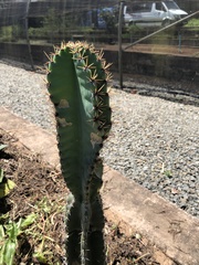 Cereus jamacaru