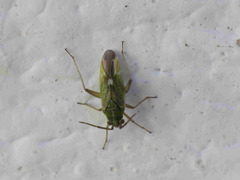 Conostethus venustus