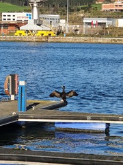 Phalacrocorax carbo