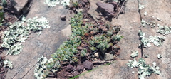 Crassula lanuginosa