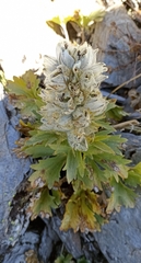 Delphinium densiflorum