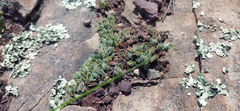 Crassula lanuginosa