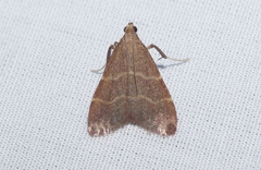Arta epicoenalis