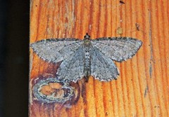Philereme vetulata