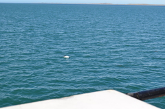 Cephalorhynchus commersonii