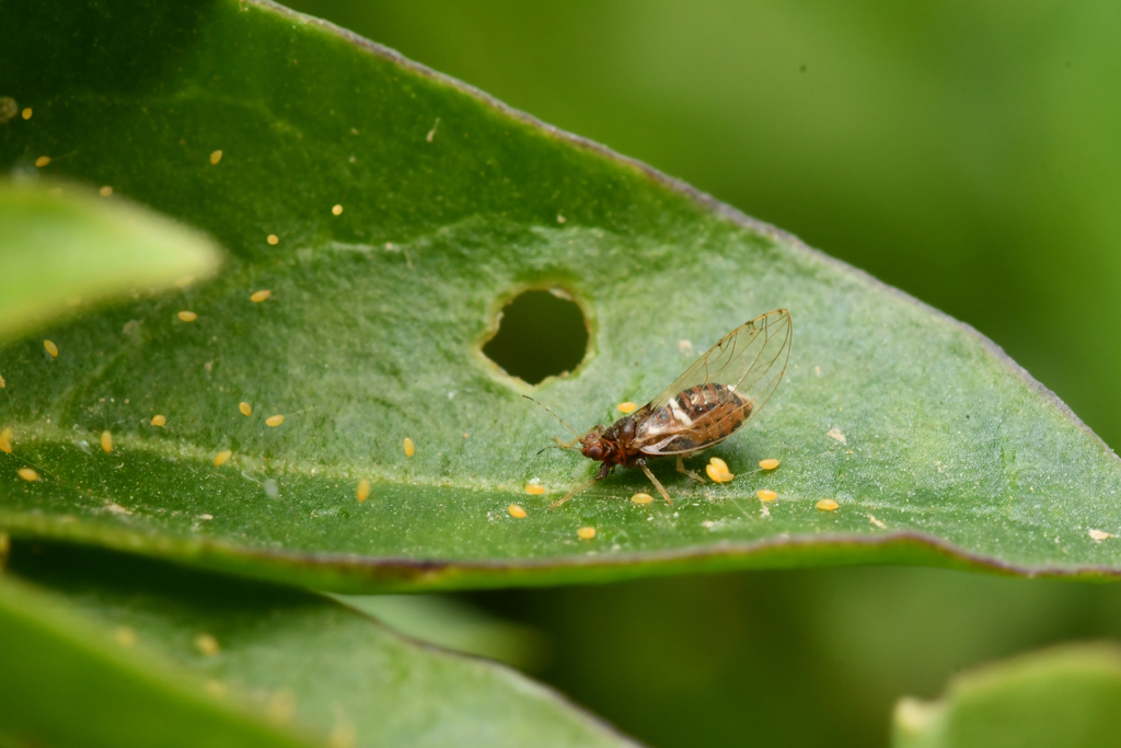 Bactericera gobica