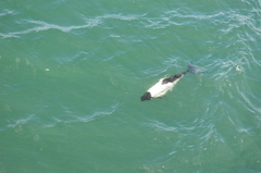 Cephalorhynchus commersonii