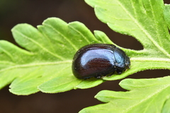 Chrysolina aurichalcea