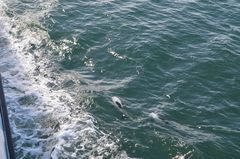 Cephalorhynchus commersonii