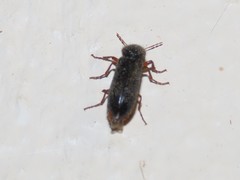 Heteropsoa australis