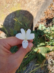 Barleria pretoriensis