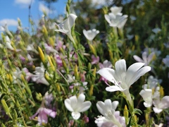 Barleria pretoriensis