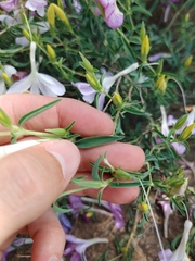 Barleria pretoriensis