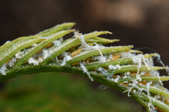 Acizzia jamatonica